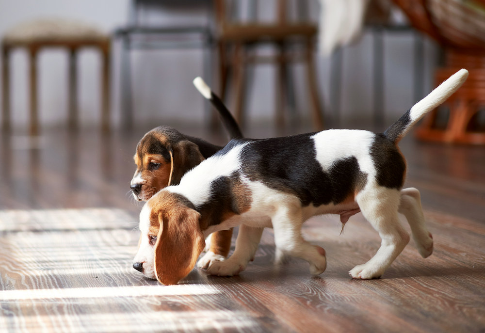 Handy Tips for Maintaining Wood Floors with Pets